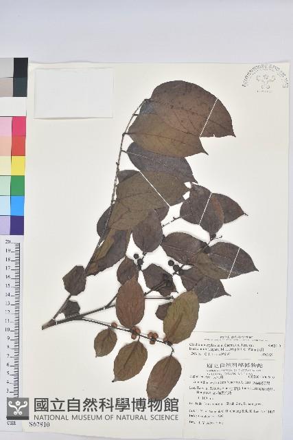 披針葉饅頭果藏品圖，第1張