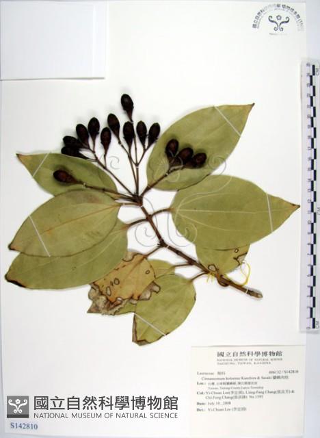 蘭嶼肉桂藏品圖，第1張