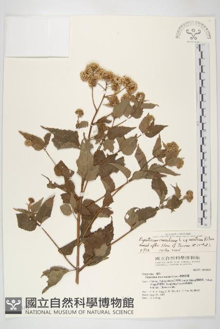 台灣澤蘭藏品圖，第1張