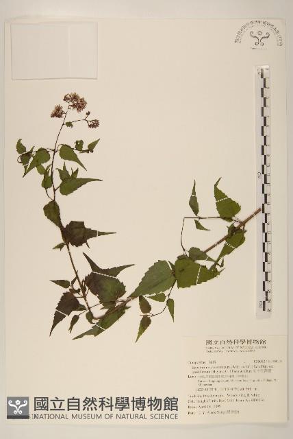 高士佛澤蘭藏品圖，第1張