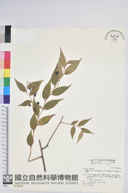 白珠樹藏品圖，第1張