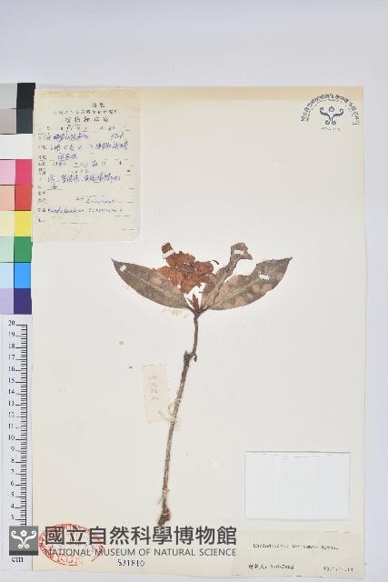 薄皮杜鵑藏品圖，第1張