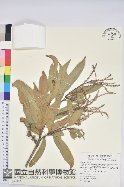 細葉三斗石櫟藏品圖，第1張