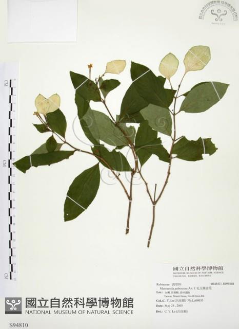 毛玉葉金花藏品圖，第1張