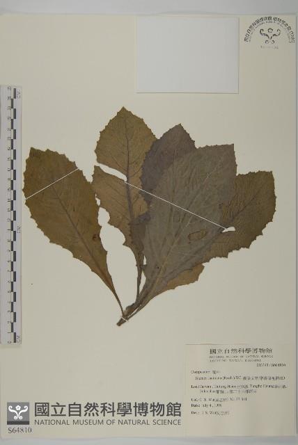 裂葉艾納香藏品圖，第1張