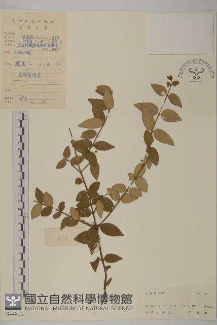 扶芳藤藏品圖，第1張