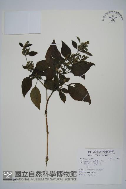 六角英, 槍刀菜藏品圖，第1張