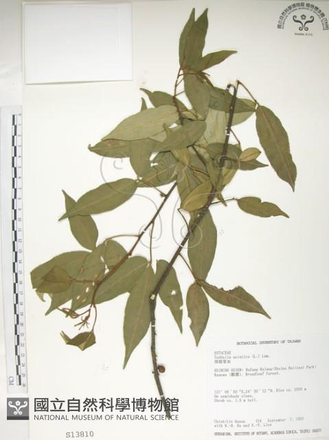 飛龍掌血藏品圖，第1張