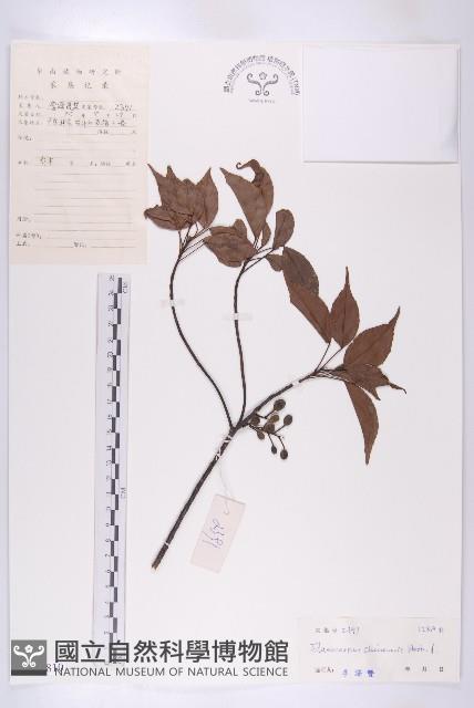 華杜英藏品圖，第1張