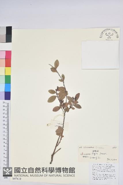 老鴉炮藏品圖，第1張