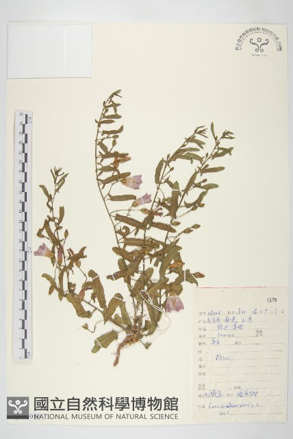 田旋花藏品圖，第1張