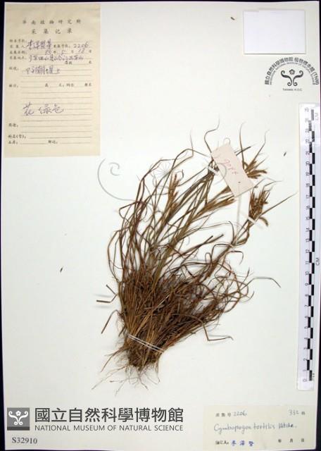 扭鞘香茅藏品圖，第1張