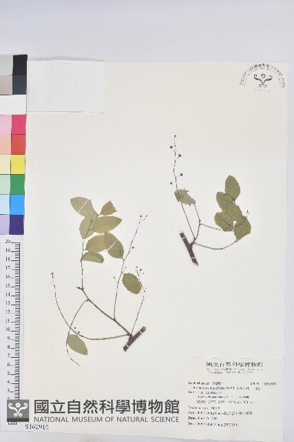 多花油柑、白仔藏品圖，第1張