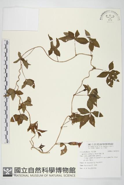 番仔藤藏品圖，第1張