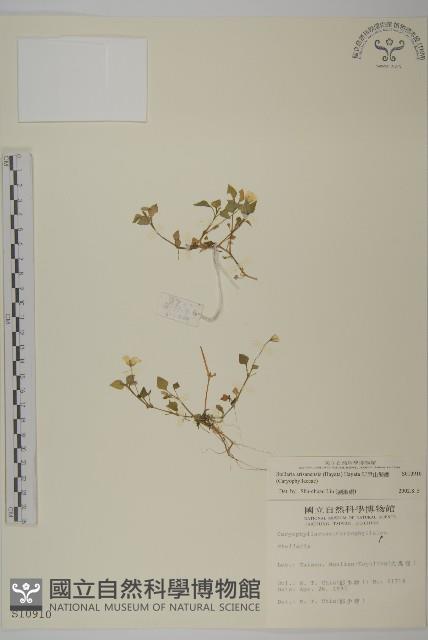 阿里山繁縷藏品圖，第1張