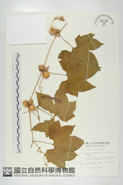 雙輪瓜藏品圖，第1張