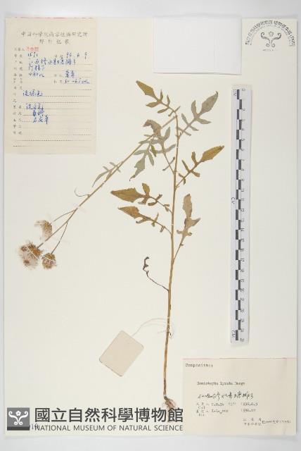 泥胡菜藏品圖，第1張