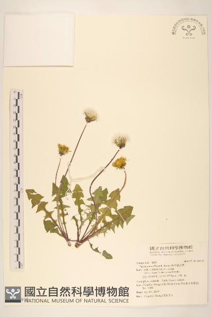 西洋蒲公英藏品圖，第1張