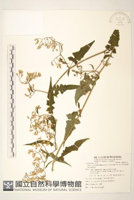 裂葉蔓黃菀藏品圖，第1張