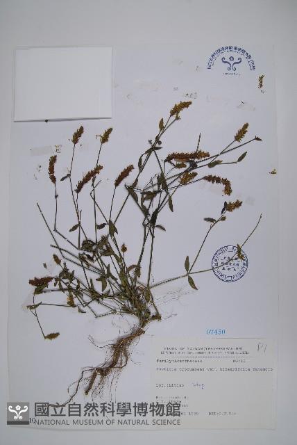 狹葉爵床藏品圖，第1張