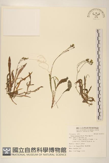 兔仔菜藏品圖，第1張