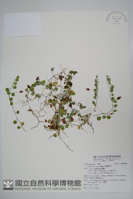 普刺特草藏品圖，第1張