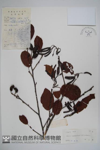 江南榿木藏品圖，第1張