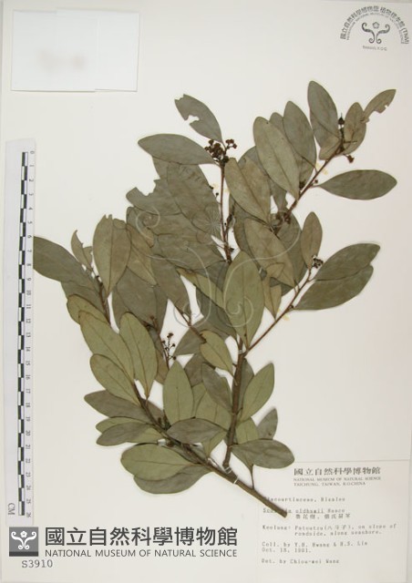 魯花樹藏品圖，第1張