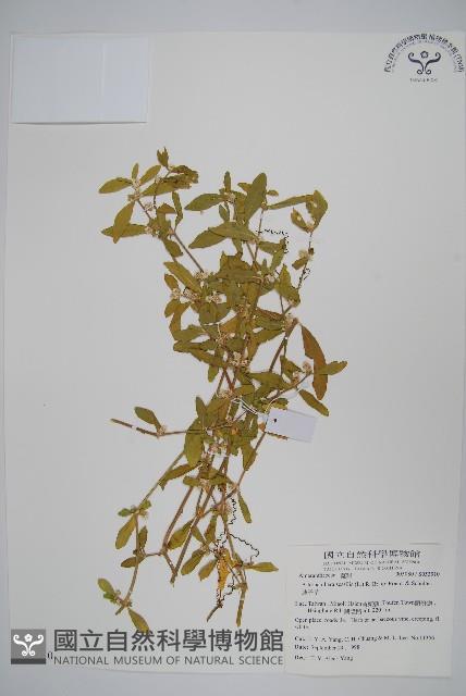 Narrow-leaved alternanthera Collection Image, Figure 1, Total 2 Figures