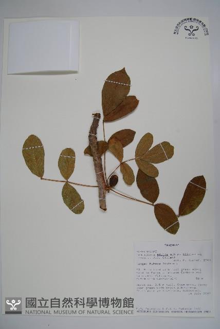 登錄號:S093910藏品圖，第1張