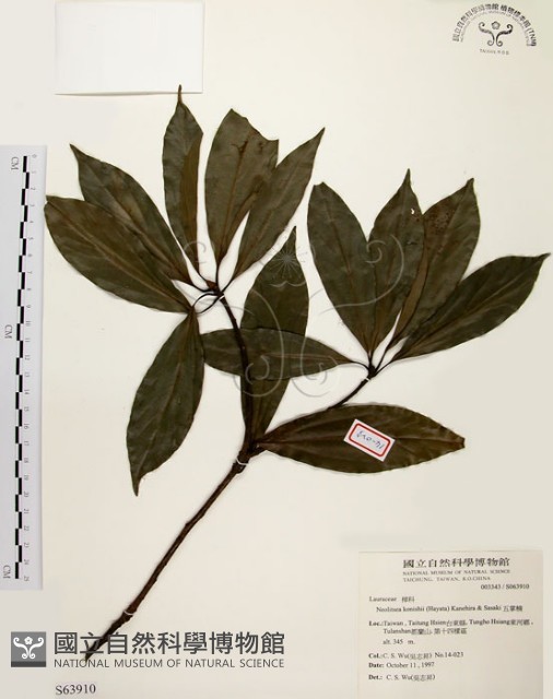 五掌楠藏品圖，第1張