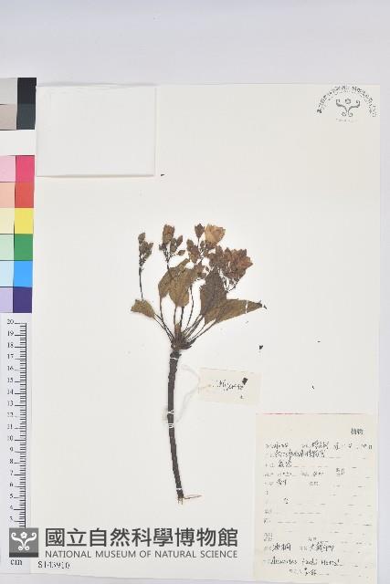 三年桐、光桐藏品圖，第1張