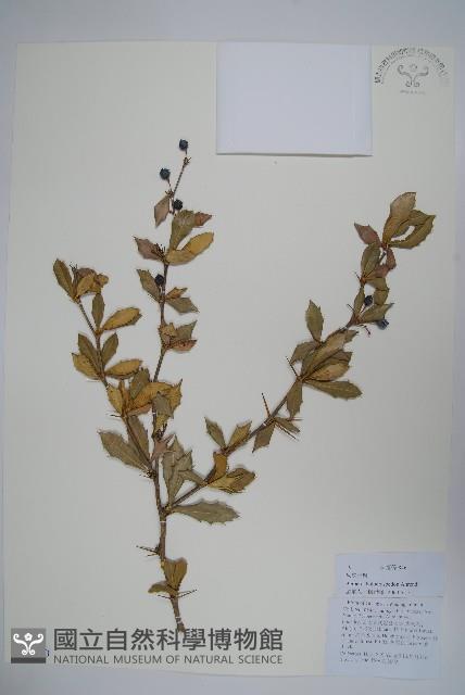 粉葉小檗藏品圖，第1張