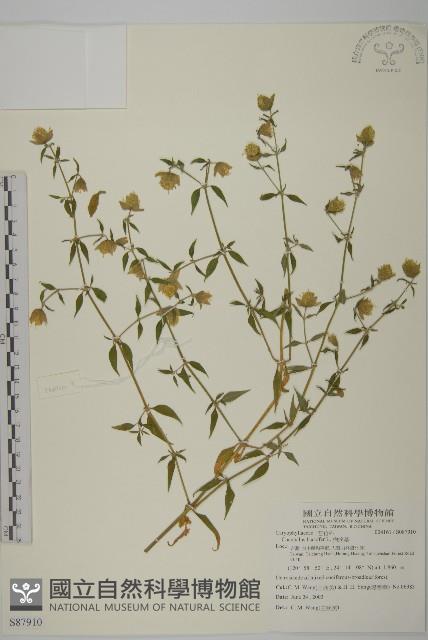 狗筋蔓藏品圖，第1張