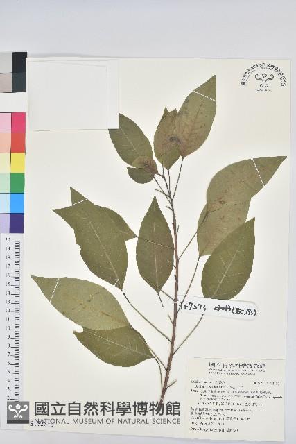 白臼藏品圖，第1張