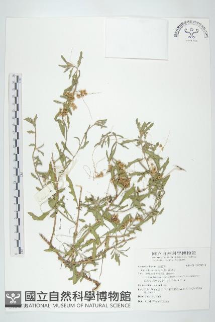 菟絲子藏品圖，第1張