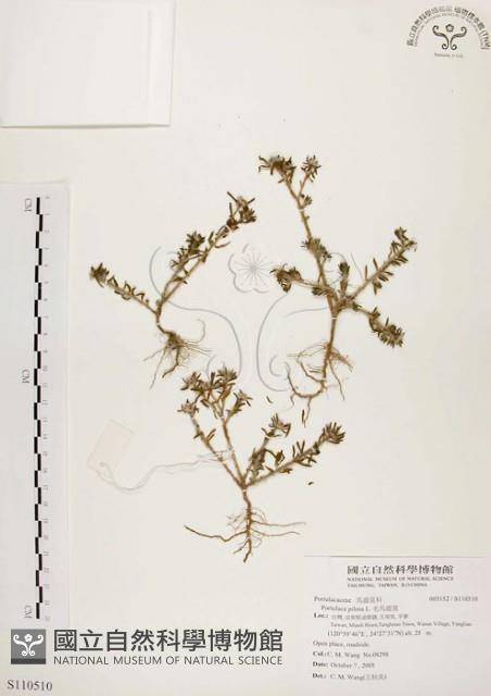 毛馬齒莧藏品圖，第1張