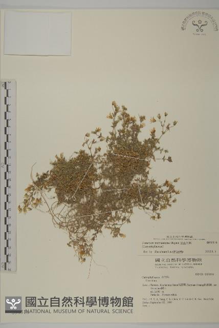 玉山卷耳藏品圖，第1張