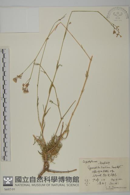 細葉石頭花藏品圖，第1張