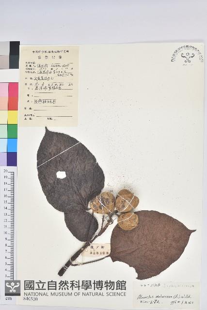 石栗藏品圖，第1張