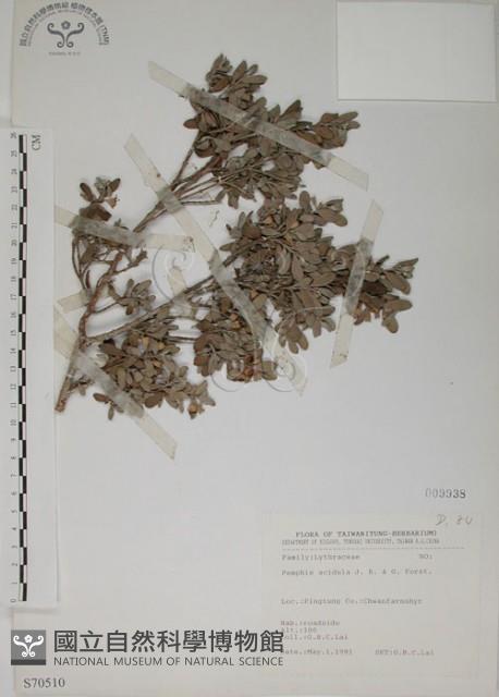 水芫花藏品圖，第1張