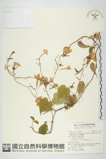腺毛飛蛾藤藏品圖，第1張