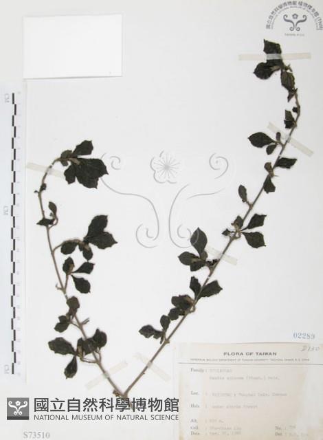 對面花藏品圖，第1張