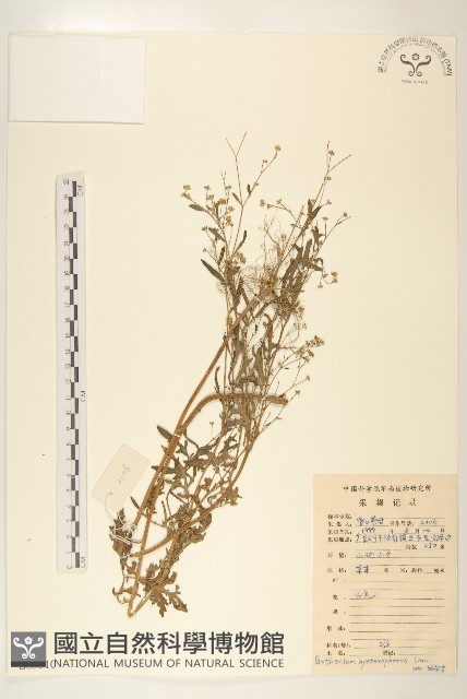 銀膠菊藏品圖，第1張