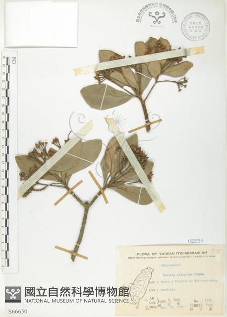 蘭嶼樹杞、蘭嶼紫金牛藏品圖，第1張