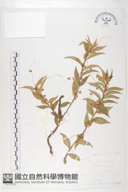 中國菟絲子藏品圖，第1張