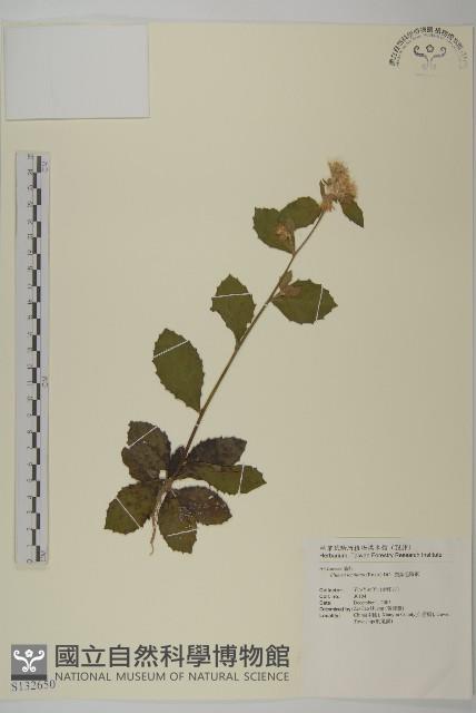 裂葉艾納香藏品圖，第1張