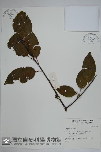 登錄號:S042650藏品圖，第1張