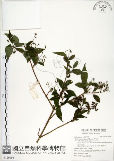 華八仙藏品圖，第1張