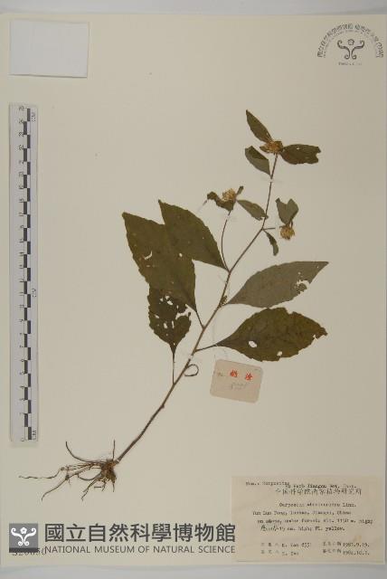 天名精藏品圖，第1張